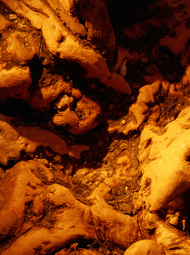 Abstract image of tree bark.